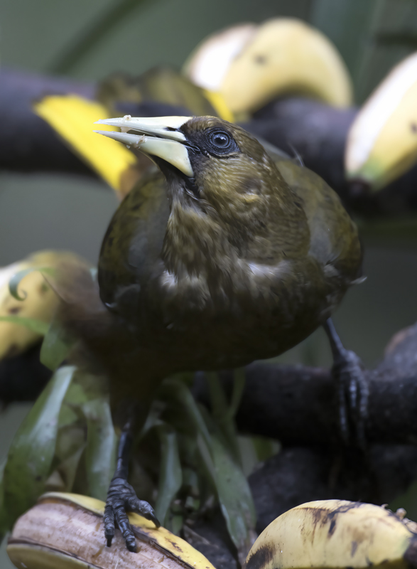 Dusky_green_Oropendola_17_Peru_004