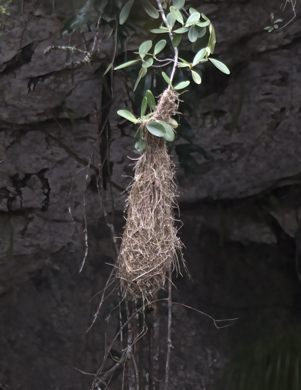 Dusky_green_Oropendola_17_Peru_022