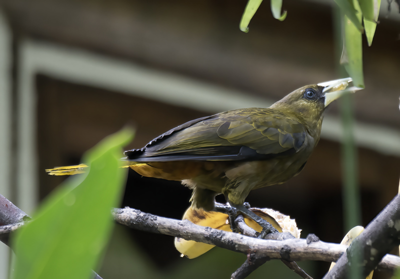 Dusky_green_Oropendola_17_Peru_025