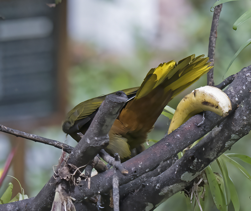 Dusky_green_Oropendola_17_Peru_031