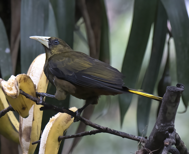 Dusky_green_Oropendola_17_Peru_035