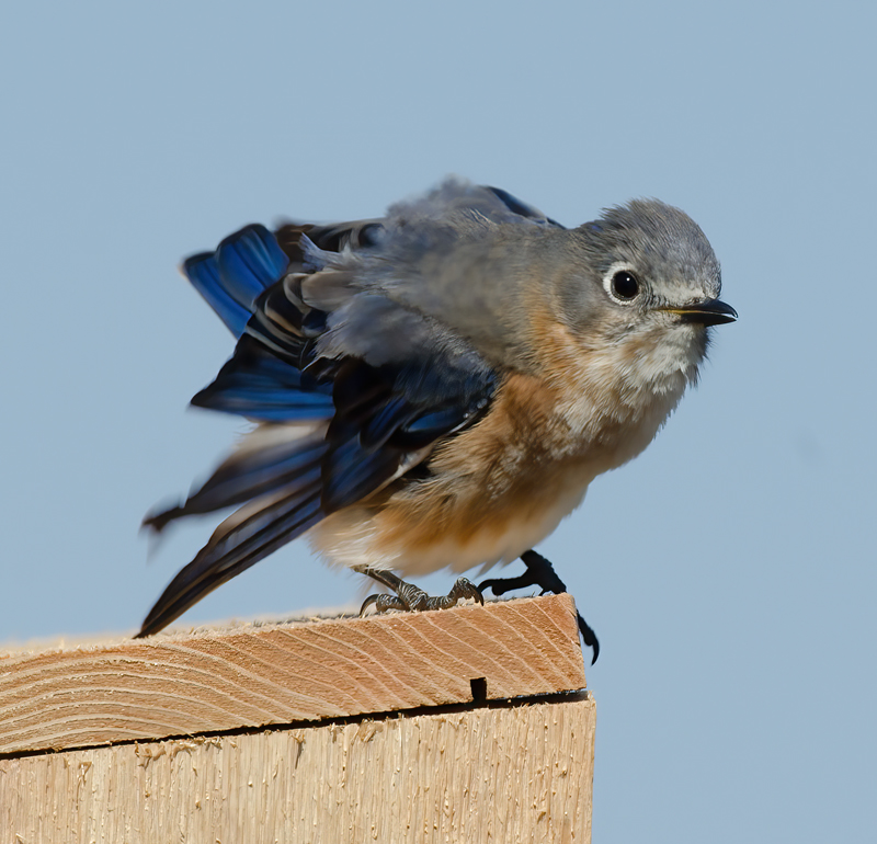 Eastern_Bluebird_11_FL_007