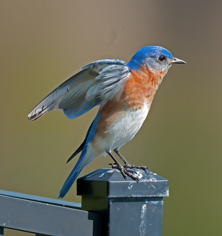 Eastern_Bluebird_11_FL_057