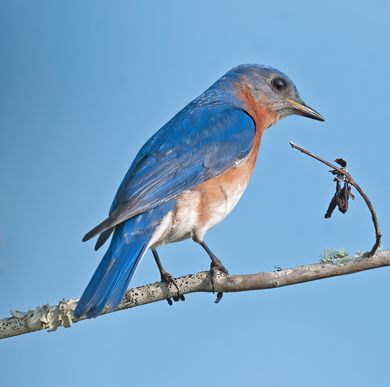 Eastern_Bluebird_11_FL_083