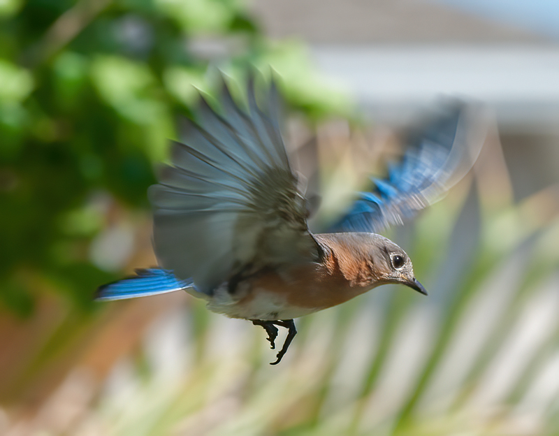 Eastern_Bluebird_11_FL_253