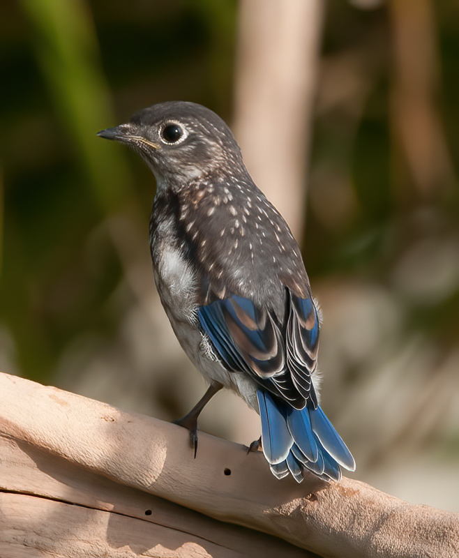 Eastern_Bluebird_11_FL_557