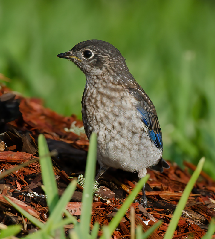 Eastern_Bluebird_11_FL_657