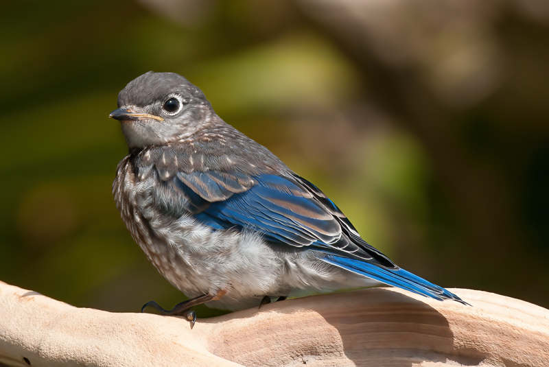 Eastern_Bluebird_11_FL_769