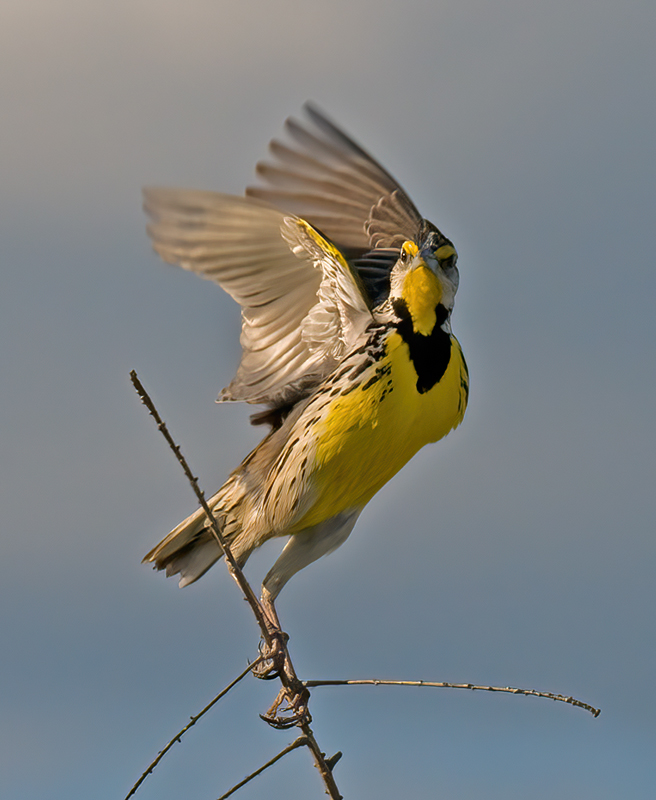 Eastern_Meadowlark_09_FL_002