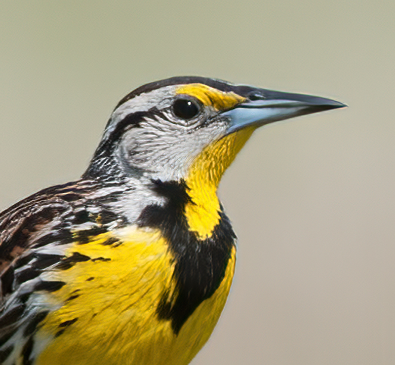 Eastern_Meadowlark_11_FL_053