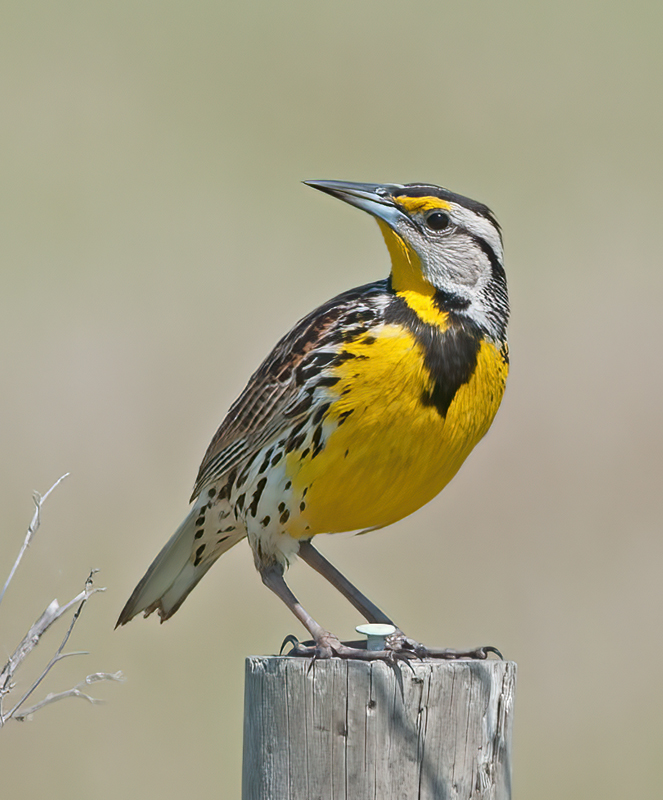 Eastern_Meadowlark_11_FL_055