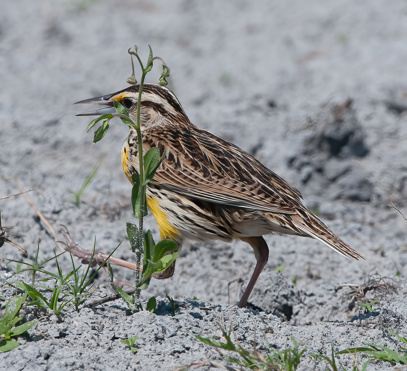 Eastern_Meadowlark_11_FL_057