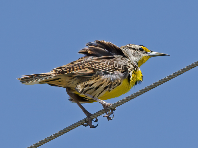 Eastern_Meadowlark_11_FL_063