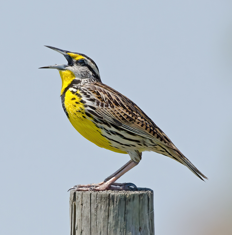 Eastern_Meadowlark_11_FL_067