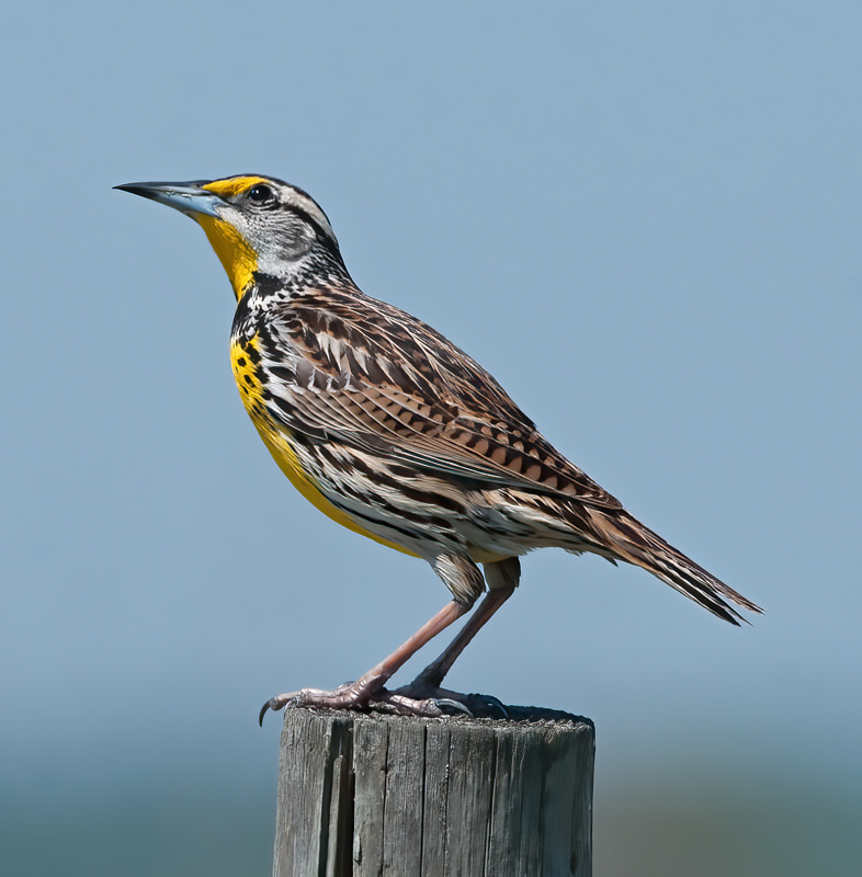 Eastern_Meadowlark_11_FL_072