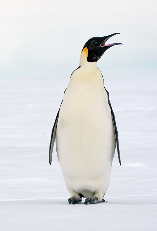 Emporer_Penguin_07_Antarctica_015