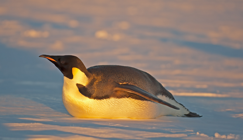 Emporer_Penguin_07_Antarctica_030