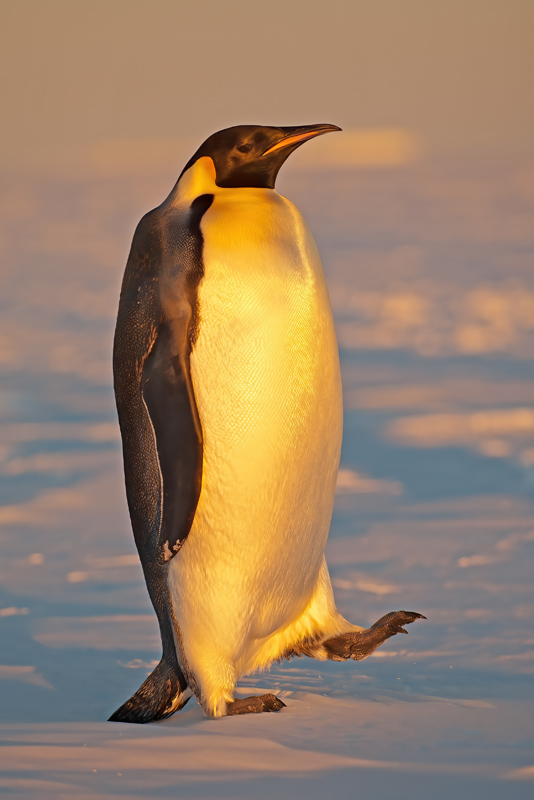Emporer_Penguin_07_Antarctica_034
