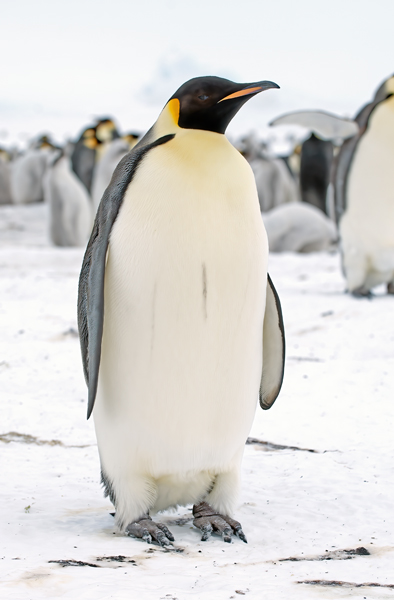 Emporer_Penguin_07_Antarctica_065
