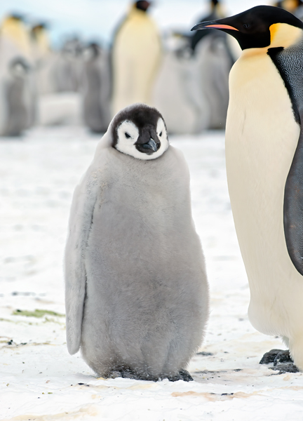 Emporer_Penguin_07_Antarctica_073