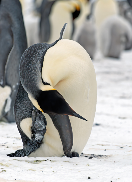 Emporer_Penguin_07_Antarctica_075