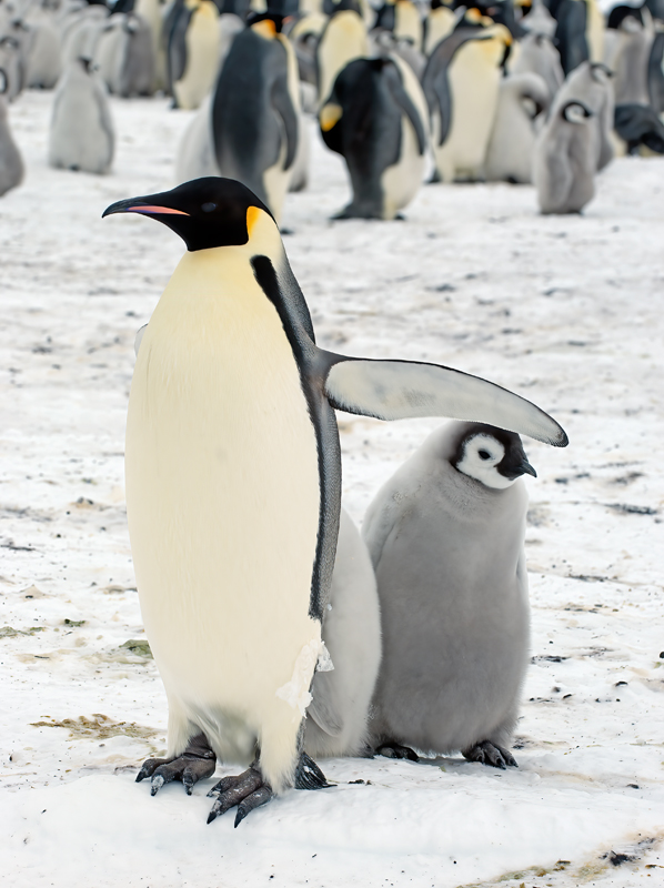 Emporer_Penguin_07_Antarctica_088