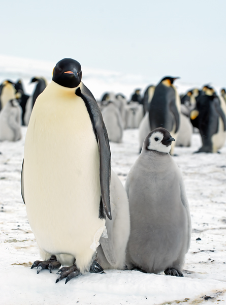 Emporer_Penguin_07_Antarctica_089