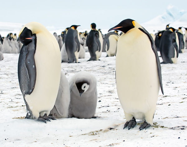 Emporer_Penguin_07_Antarctica_091