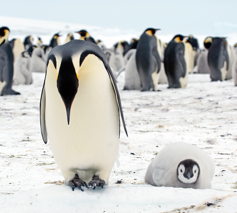 Emporer_Penguin_07_Antarctica_097