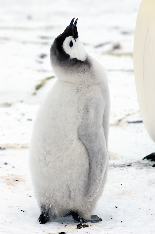 Emporer_Penguin_07_Antarctica_103