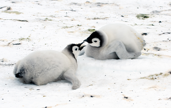 Emporer_Penguin_07_Antarctica_108