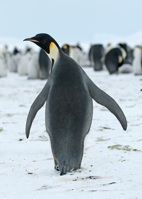 Emporer_Penguin_07_Antarctica_132
