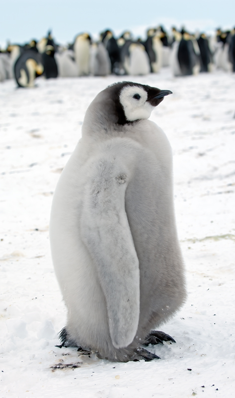 Emporer_Penguin_07_Antarctica_154