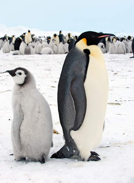 Emporer_Penguin_07_Antarctica_162
