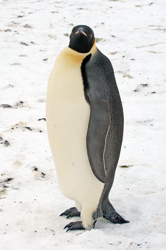 Emporer_Penguin_07_Antarctica_188