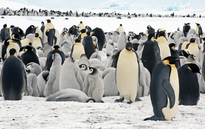 Emporer_Penguin_07_Antarctica_197