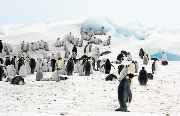 Emporer_Penguin_07_Antarctica_201