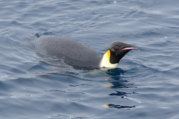 Emporer_Penguin_07_Antarctica_239