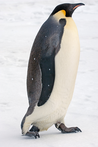Emporer_Penguin_07_Antarctica_313