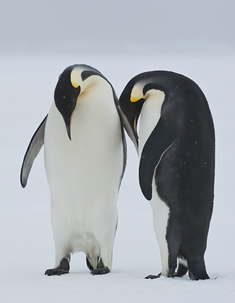 Emporer_Penguin_07_Antarctica_340