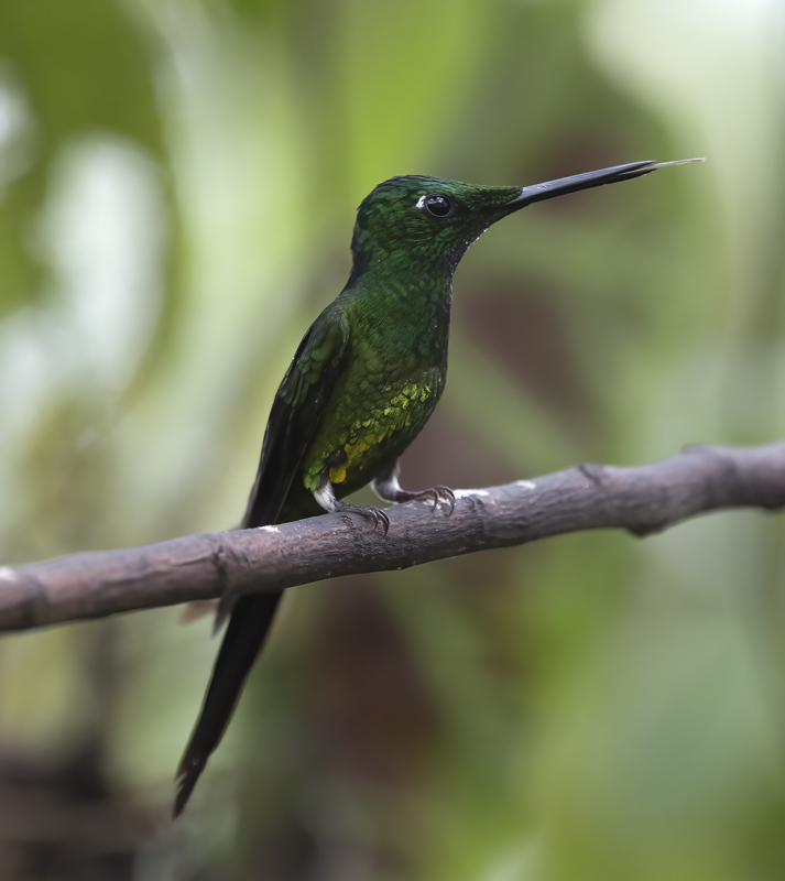 Empress_Brilliant_18_Ecuador_011