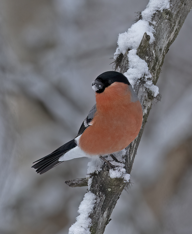 Eurasian_Bullfinch_23_Norway_006
