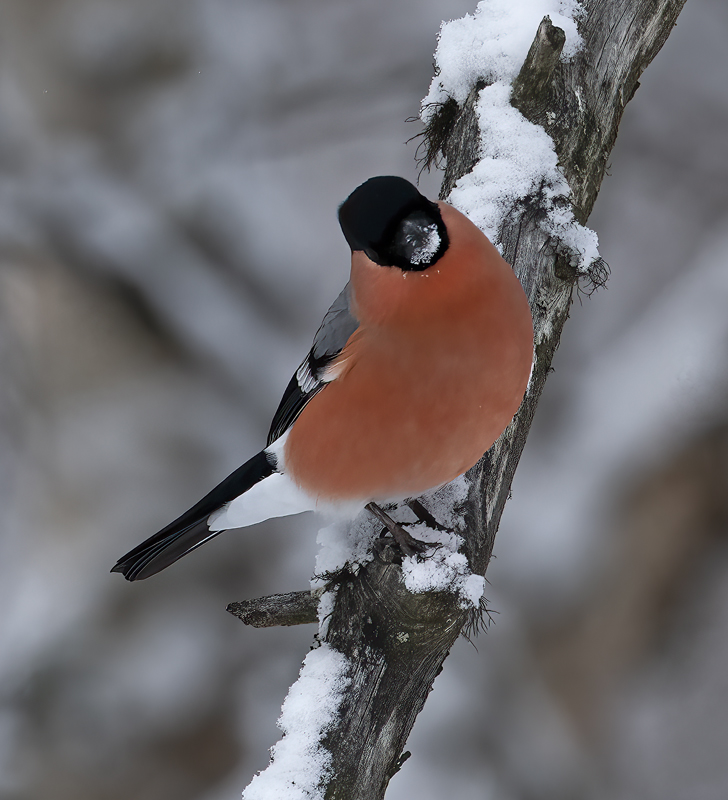Eurasian_Bullfinch_23_Norway_010