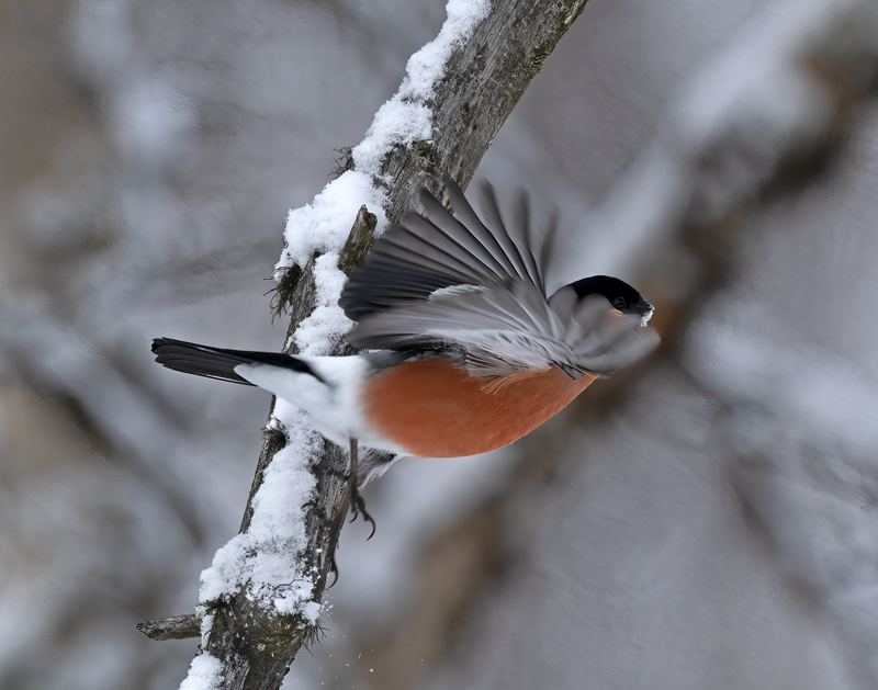 Eurasian_Bullfinch_23_Norway_015