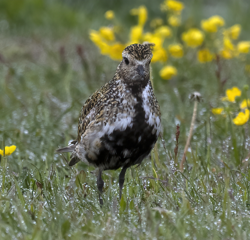 European_Golden-Plover_22_Iceland_012
