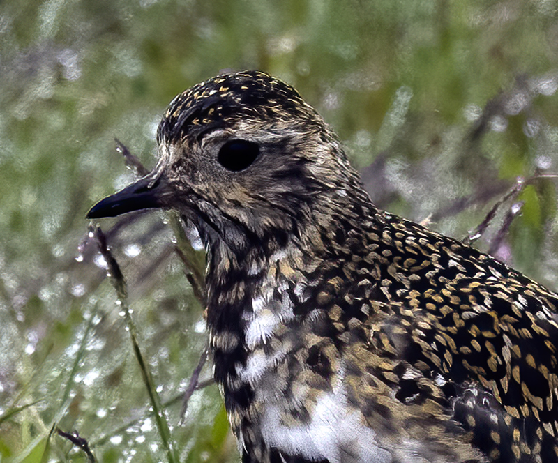 European_Golden-Plover_22_Iceland_017