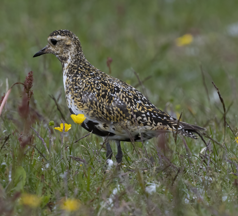 European_Golden-Plover_22_Iceland_034