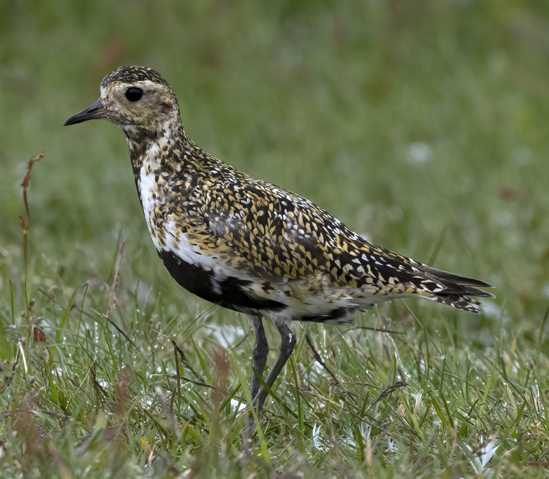 European_Golden-Plover_22_Iceland_040