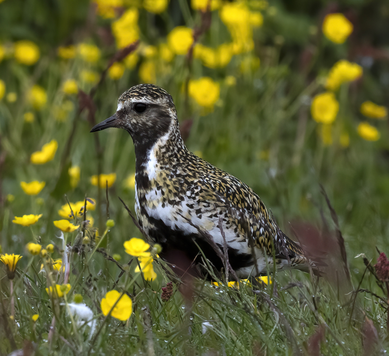 European_Golden-Plover_22_Iceland_049