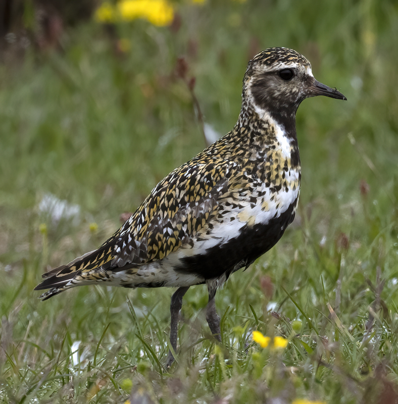 European_Golden-Plover_22_Iceland_050